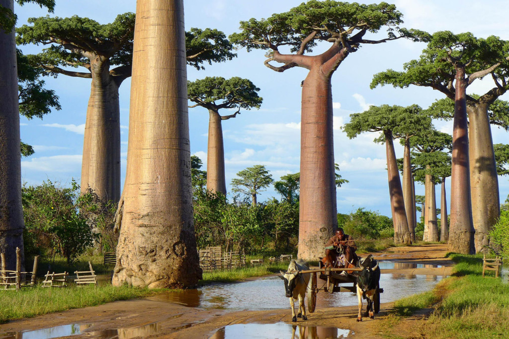 Madagascar